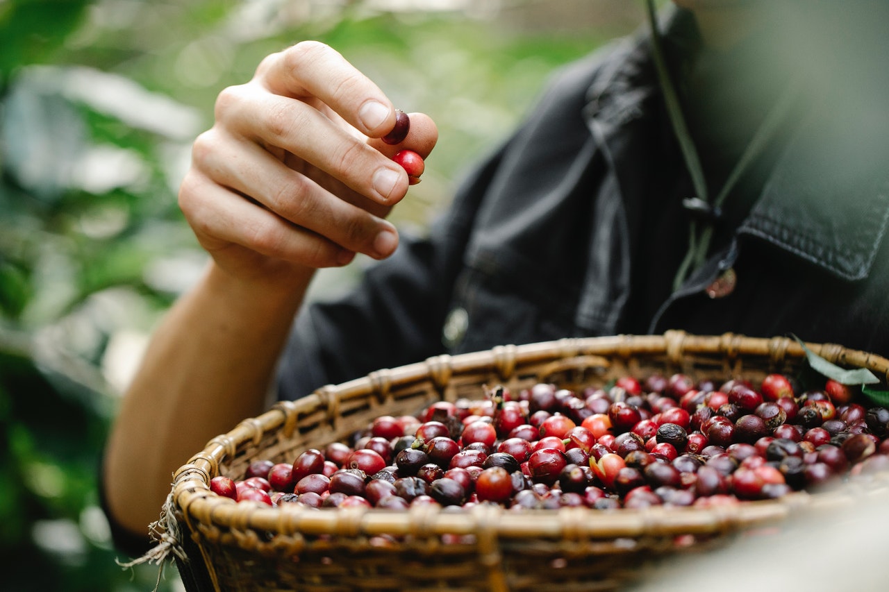 Picked berries