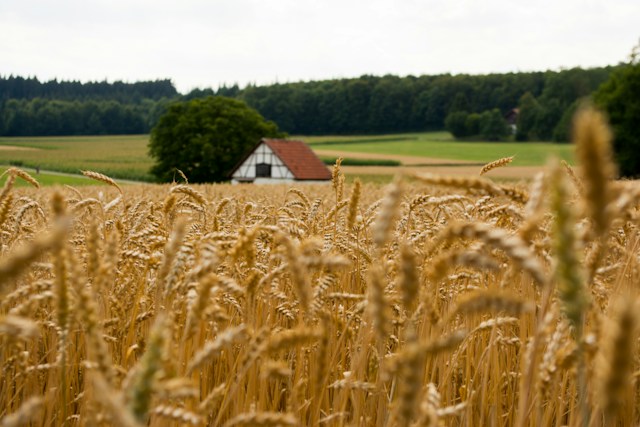 A house within a farmland