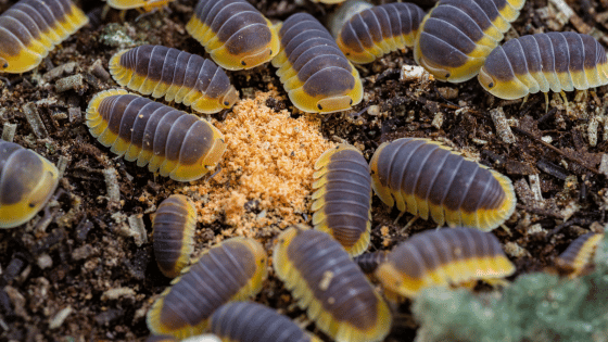 Isopod eating foods