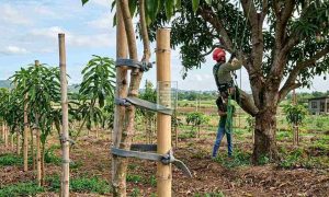 Orchard setting with young trees secured by heavy duty tree ties and a professional arborist climbing a mature tree using harness and rope system, bright natural daylight, sustainable farming theme, realistic and high detail.